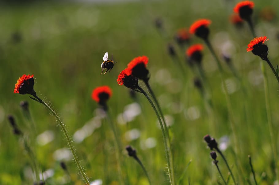 bee, insect, nature, red-green, plant, flower, flowering plant HD wallpaper