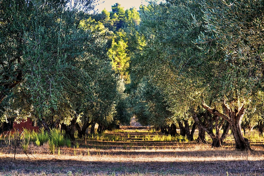 green trees, olive tree, olives, orchard, forest, agriculture
