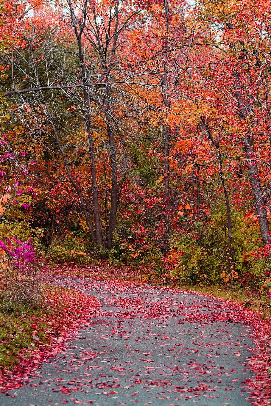Fall, Nature, Autumn, Leaf, park, october, change, scenics HD wallpaper