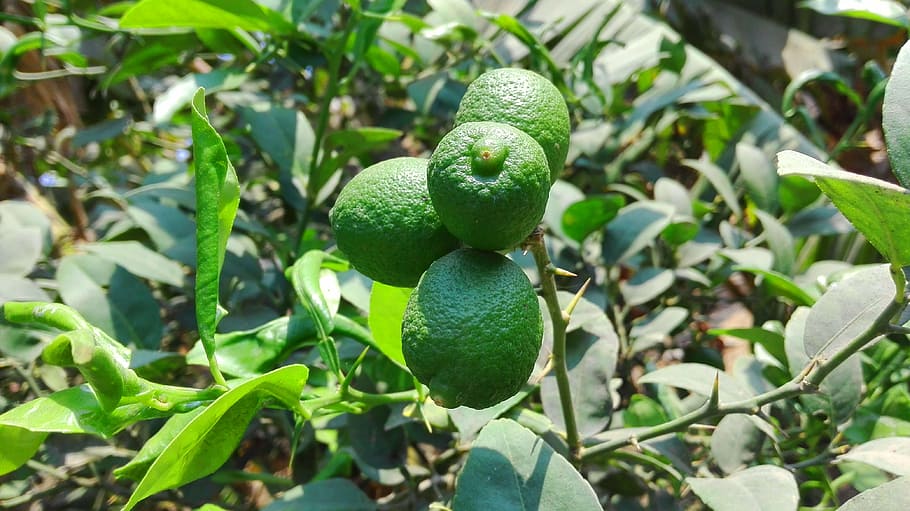 lime, plant, green, green color, leaf, plant part, growth, nature HD wallpaper
