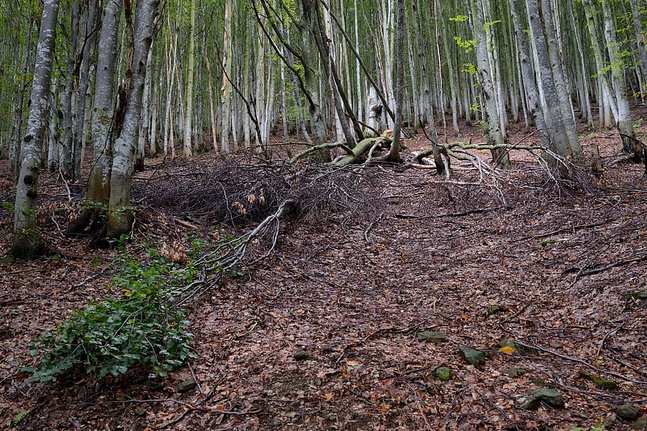 wild wood, trees, old, collapsed, autumn, nature, forest, plant HD wallpaper