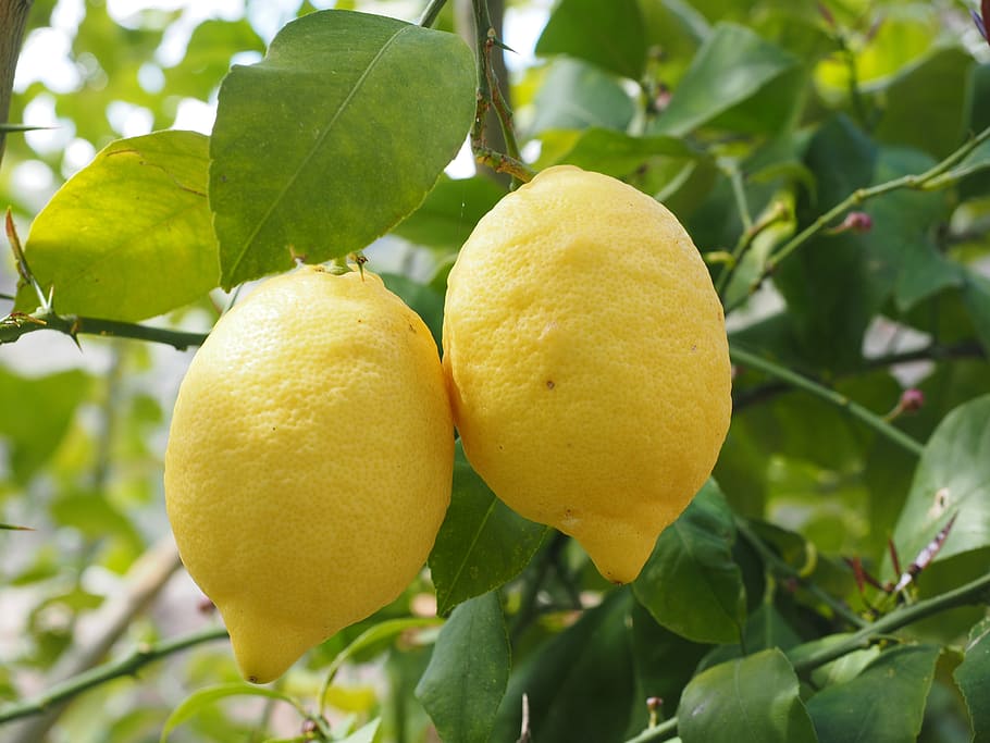 close-up photo of two yellow lemon fruits, limone, lemon tree, HD wallpaper