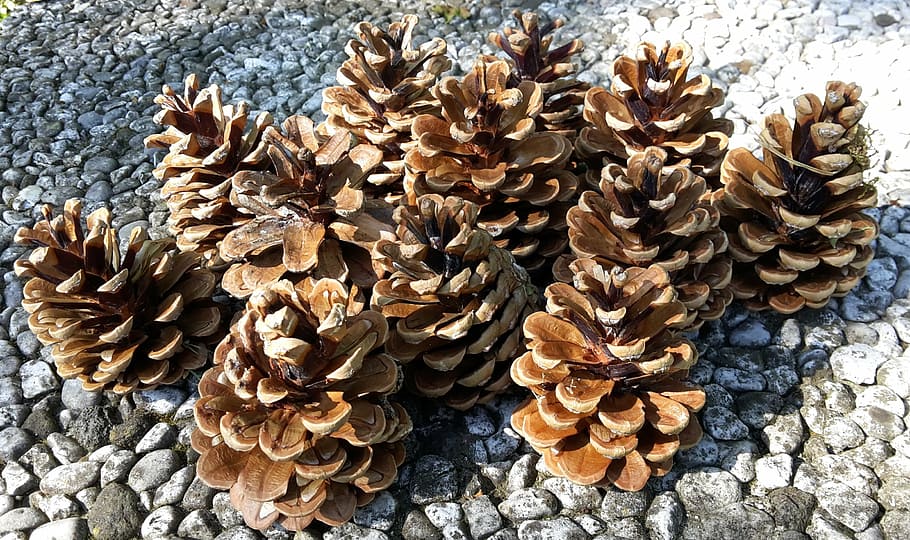 pine cones, tree, wood, nature, forest, no people, day, close-up HD wallpaper