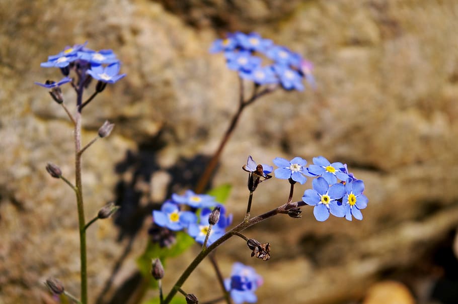 violet, spring, blossom, bloom, plant, blue, purple, color HD wallpaper