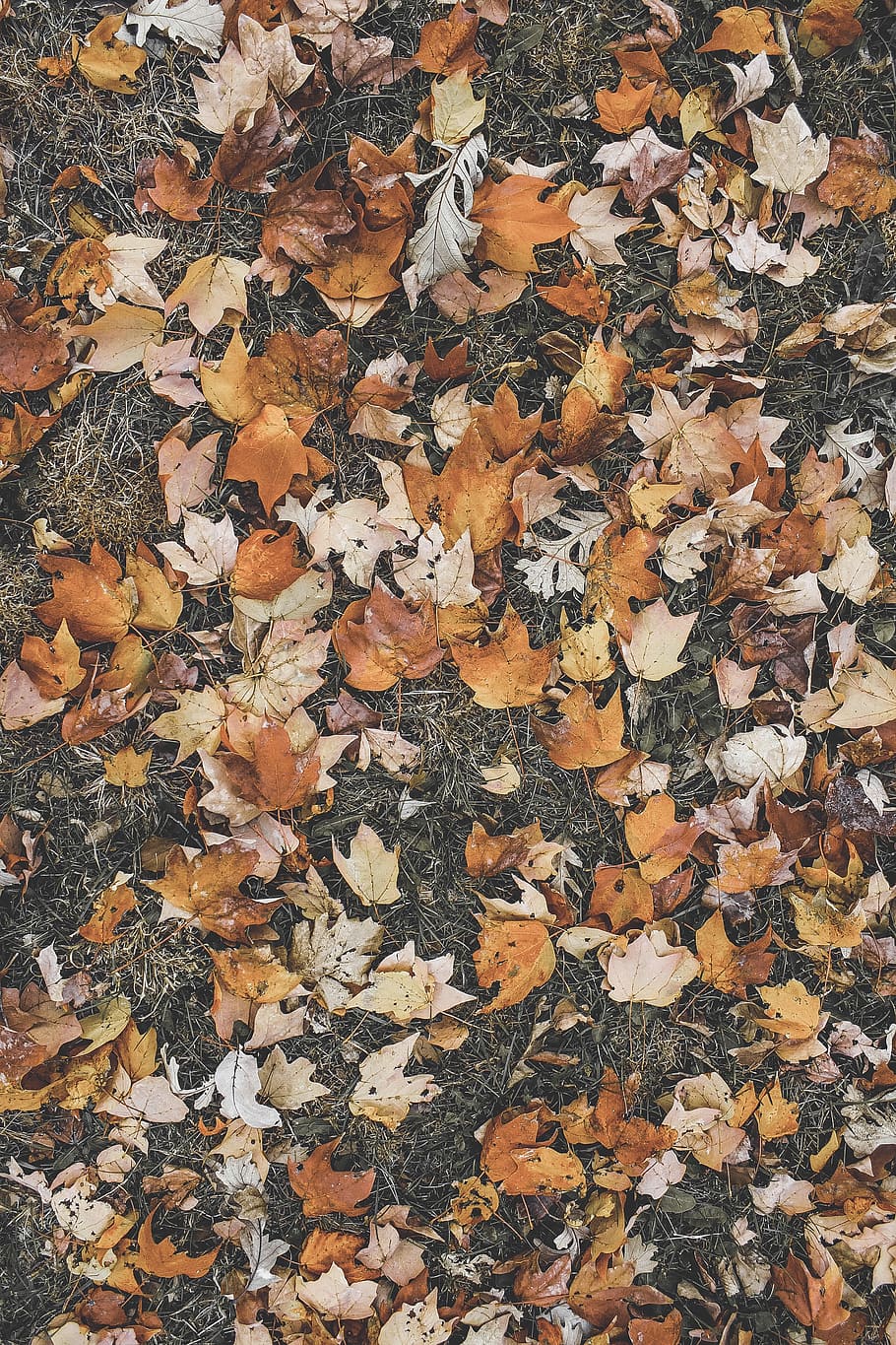 dry maple leaves, orange leaves on grasses, leaf, brown, autumn HD wallpaper