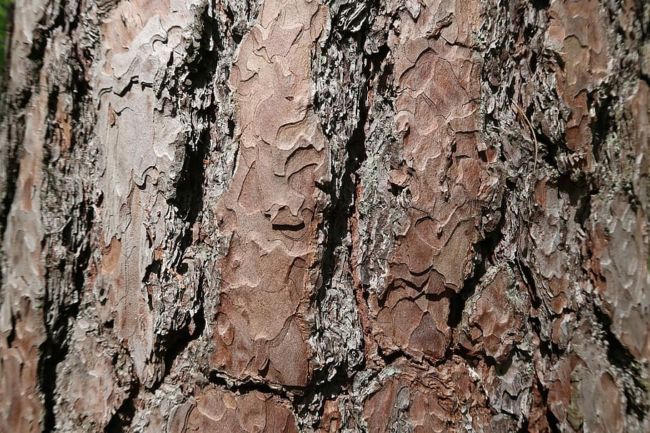 bark, tree, wood, nature, texture, tribe, tree trunk, full frame HD wallpaper