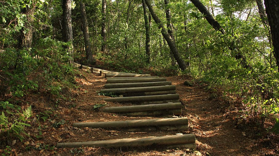 pathway underneath trees, Mountain Trail, Stairs, abstract, nature