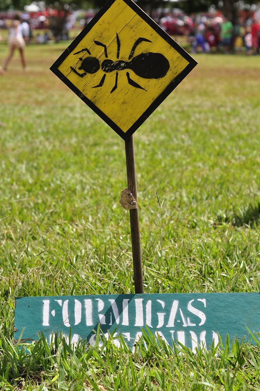 green, bug, sine, garden, natural, communication, sign, grass HD wallpaper