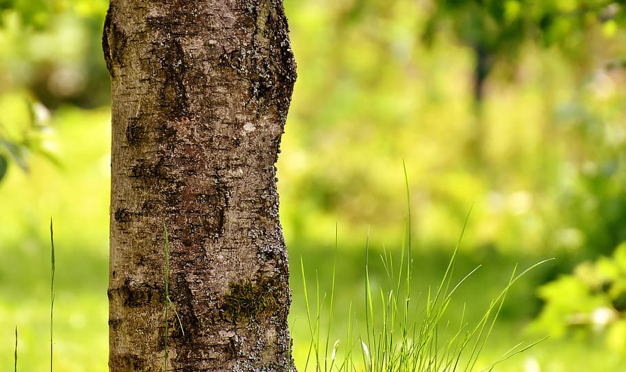 selective focus photography of tree bark, grass, garden, nature HD wallpaper