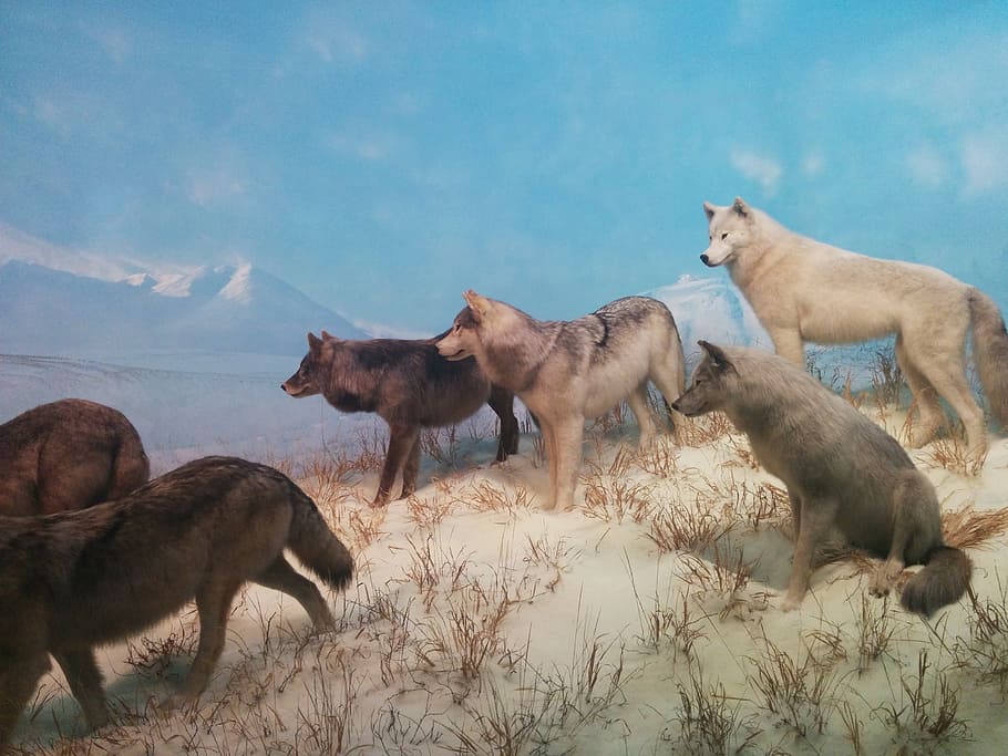 pack of wolves on hill near snow capped mountains paintig, wolf