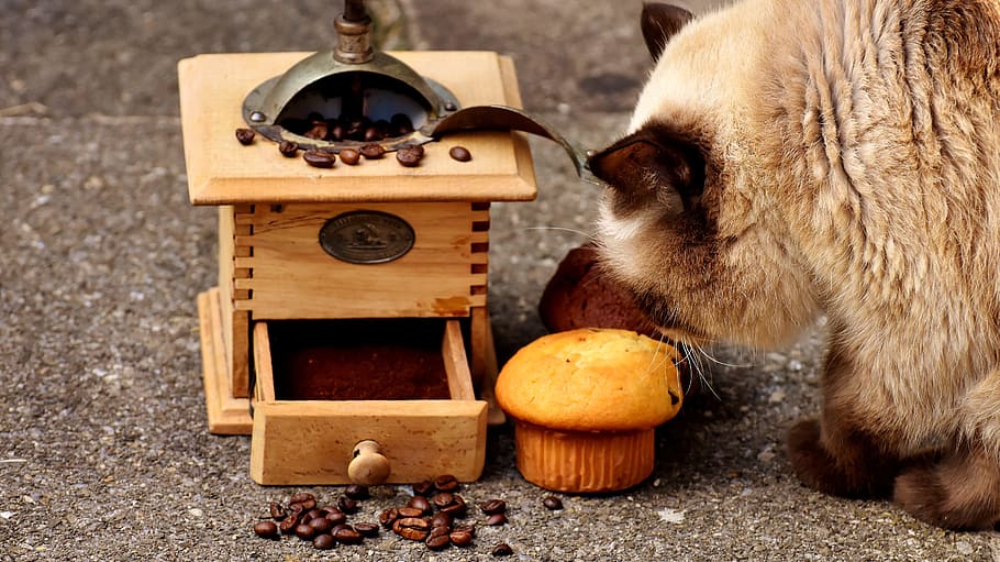 short-fur gray cat eating cupcakes near coffee grinder, muffin HD wallpaper