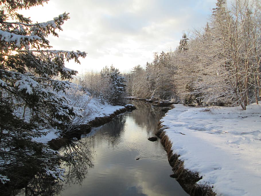 pei, winter, snow, tree, cold temperature, plant, water, sky HD wallpaper