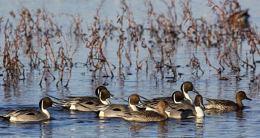 Waterfowl Wallpaper 53 pictures