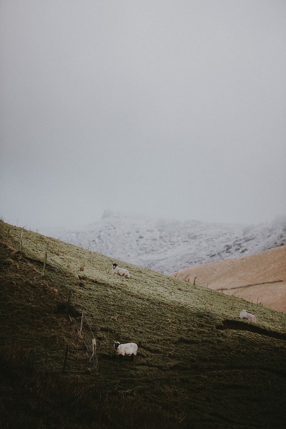 sheep on mountain, white sheep standing on grass field at daytime HD wallpaper