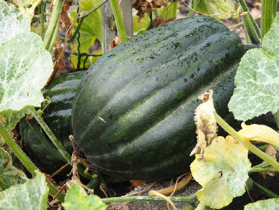 pumpkin, bio, vegetables, garden, nature, hokkaido, ecologically HD wallpaper