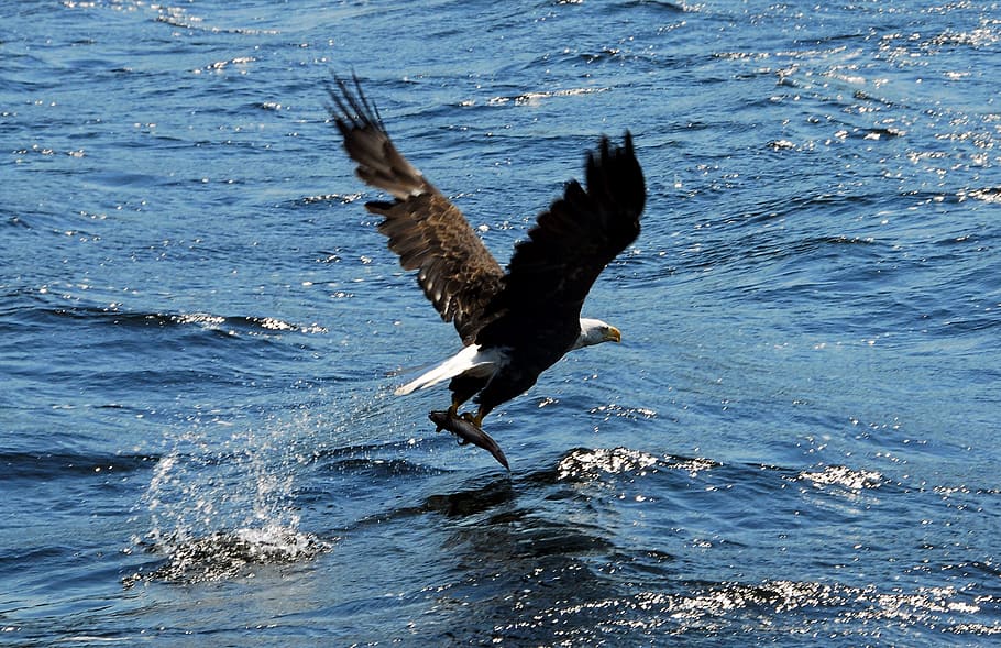 American Bald Eagle flying above body of water, Fish, Bird HD wallpaper
