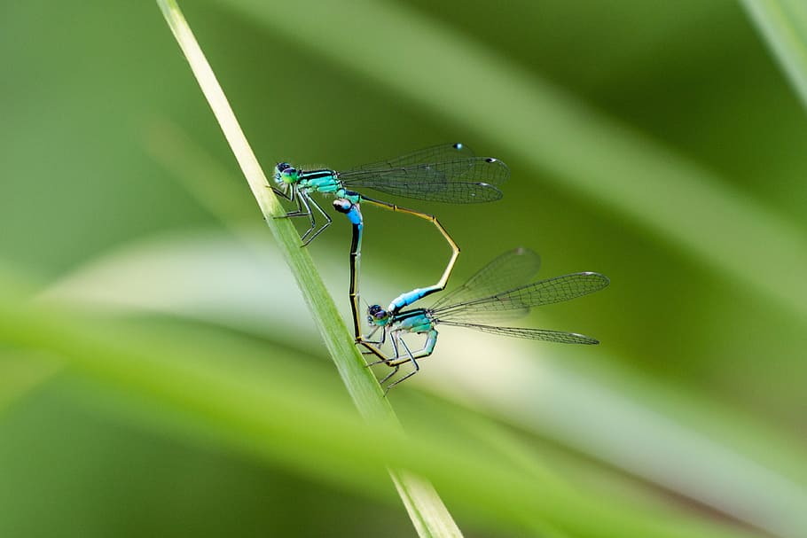 Dragonfly, Dragonflies, Macro, Close, pair, insect, wing, nature HD wallpaper