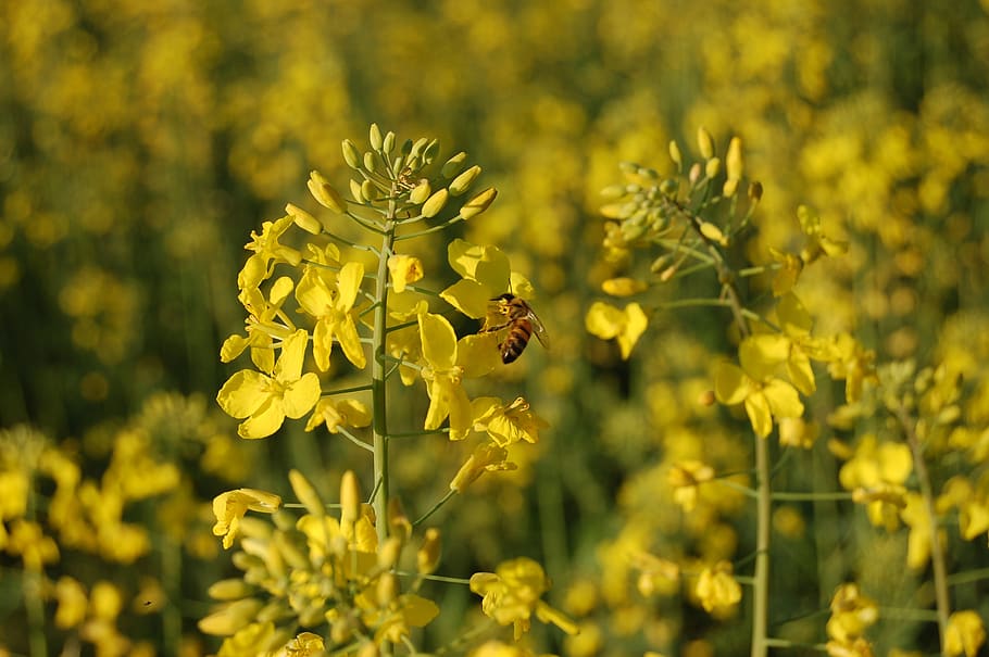 flower, field, nature, animal, animal themes, animal wildlife HD wallpaper