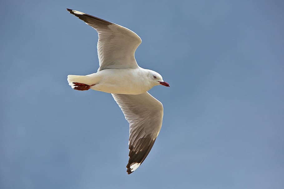 blue, sky, bird, flying, animal wildlife, animals in the wild HD wallpaper