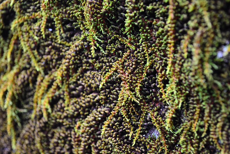 algae, close-up, vegetation, grow, roots, loolecondera, deltota HD wallpaper