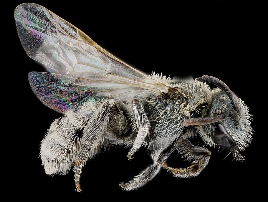 closeup photo of gray hornet, sweat bee, pollen, macro, insect HD wallpaper
