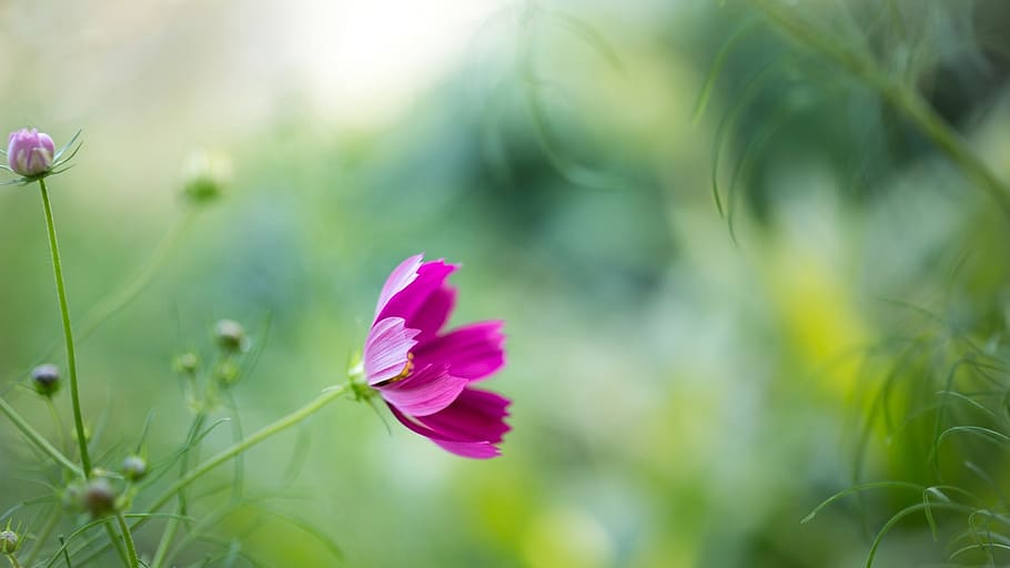 leaf, green leaf, the leaves, flowering plant, freshness, beauty in nature HD wallpaper