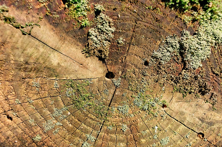 Tree stump, nature, backgrounds, cracked, textured, pattern, close-up HD wallpaper