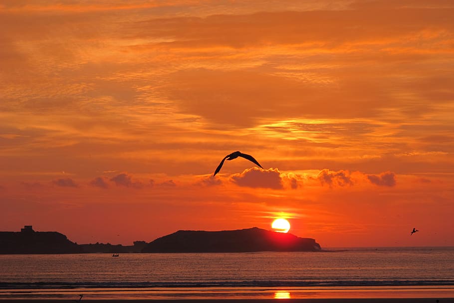 silhouette of birds flying during golden hour, sunset, essaouira, HD wallpaper