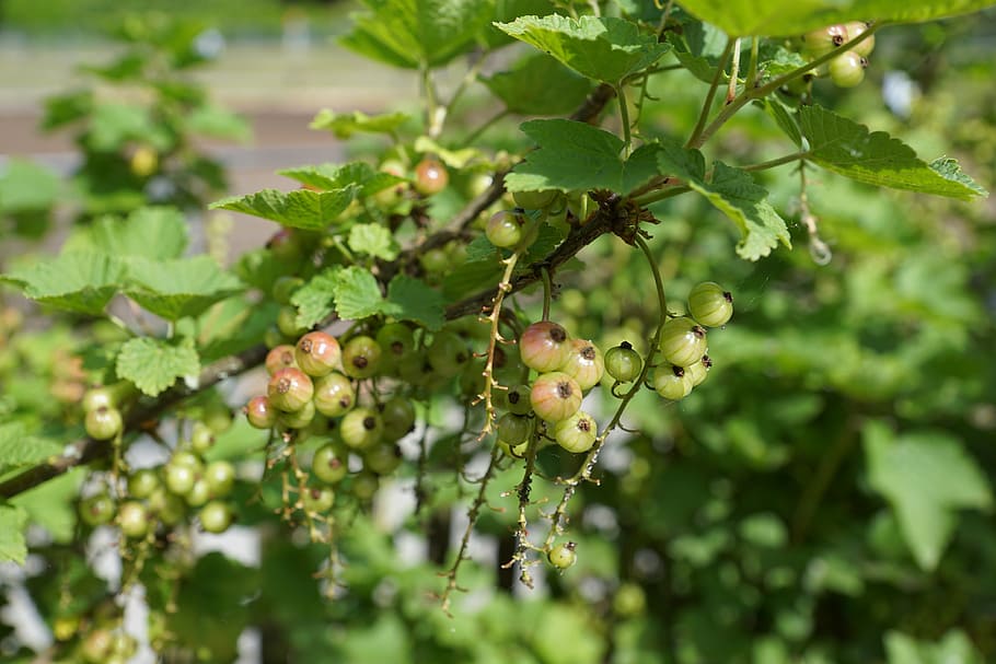 currants, berries, gün, fruit, food and drink, healthy eating HD wallpaper