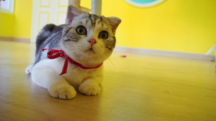 Cat, Play, Pets, Curious, indoors, animal themes, one animal HD wallpaper