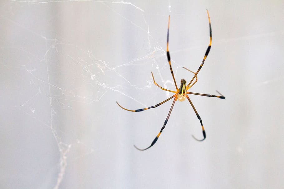 spider, pattern, animal, arachnid, arthropod, spider web, invertebrate HD wallpaper