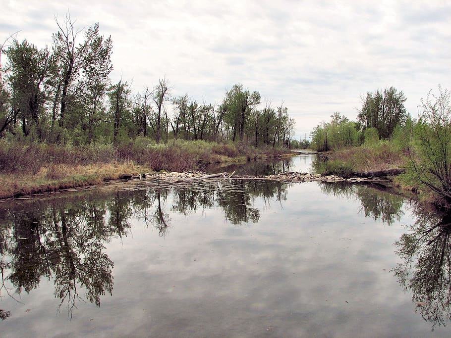 beaver dam, alberta, canada, river system, tree, water, reflection HD wallpaper
