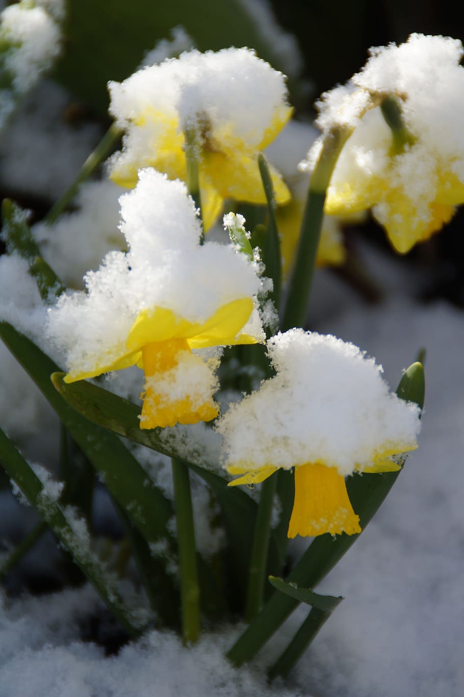 Daffodils, Snowy, osterglocken, winter blast, april, yellow, HD wallpaper