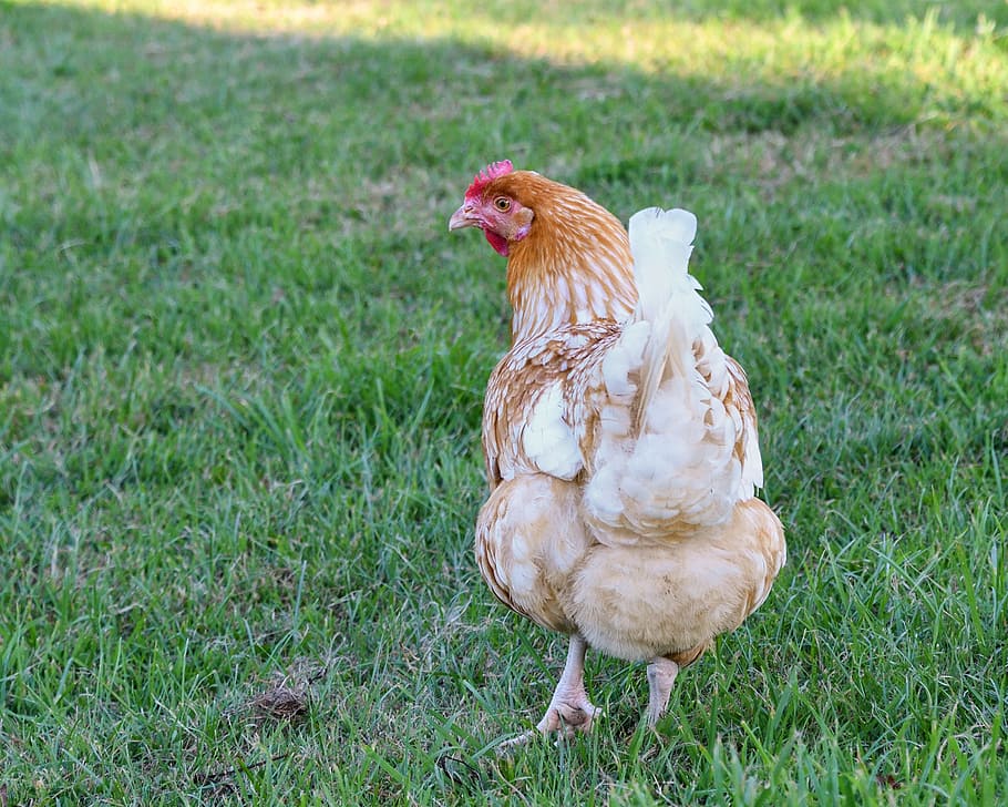 Hen, Grass, Walk, chicken - bird, livestock, domestic animals HD wallpaper