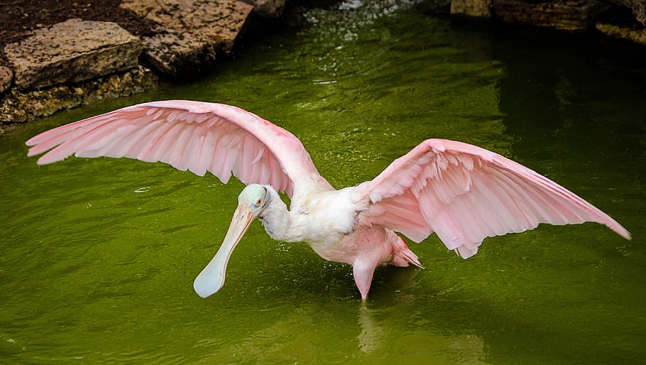 pink bird standing in body of water during daytime, spoonbill, HD wallpaper