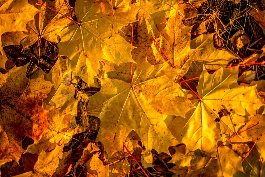 maple leaves on ground, Autumn, Fall Colors, Foliage, autumn mood HD wallpaper