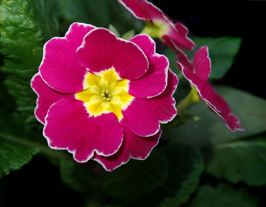 Apache primrose фиалка фото