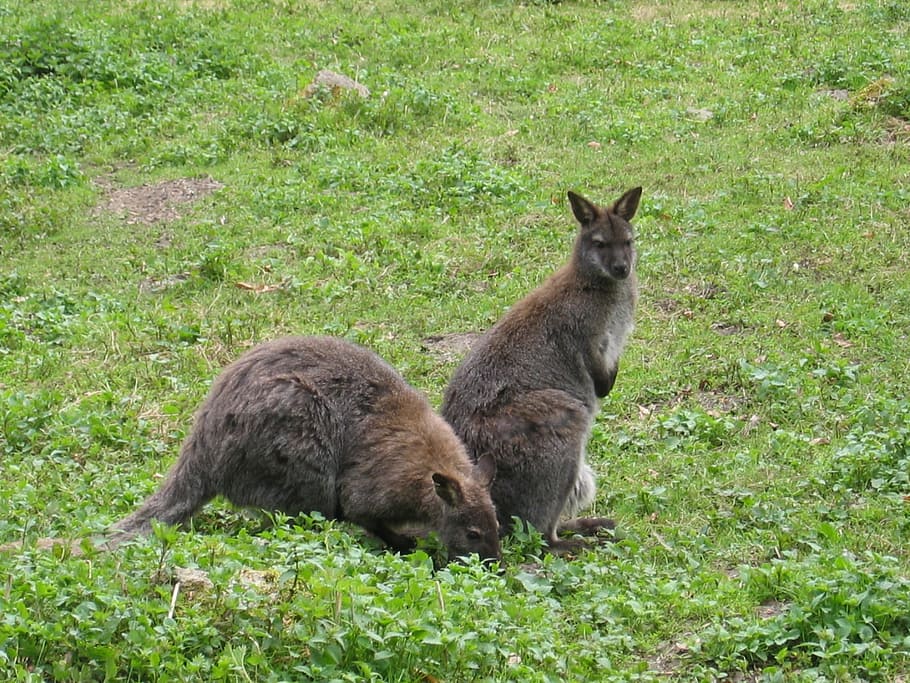 Kangaroo, Wallaby, Wallabies, Australia, marsupial, mammal HD wallpaper