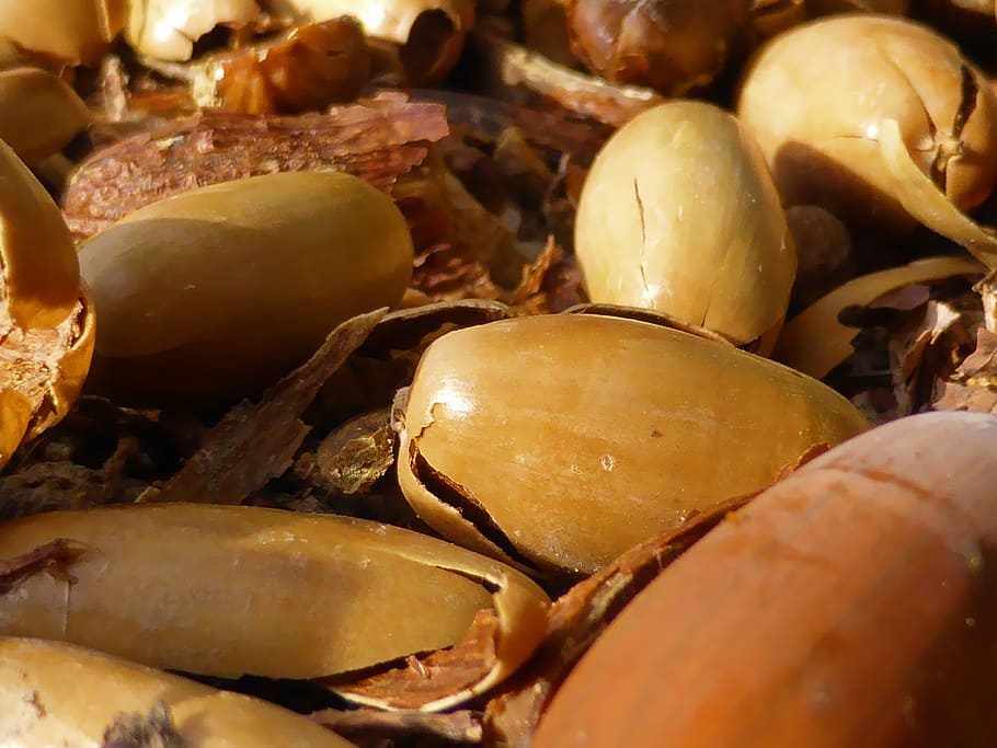 nature, picture, acorn, fall, soil, brown, plant, food and drink HD wallpaper