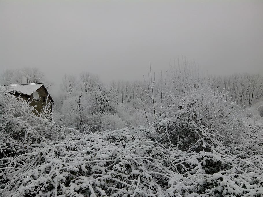 winter, snow, winter landscape, nature, tree, forest, rural Scene HD wallpaper