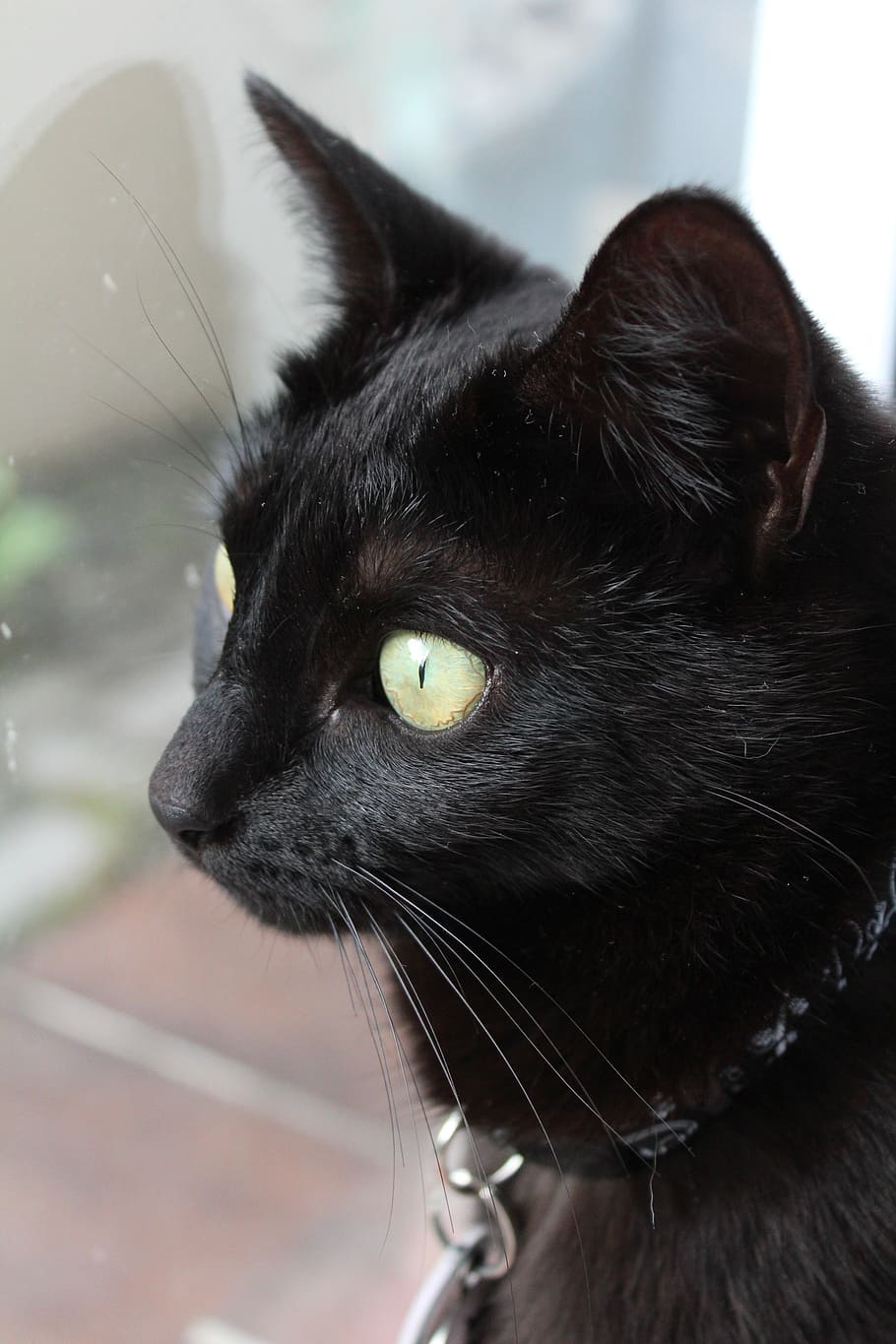cat, black cat, pet, feline, kitty, one animal, domestic, pets HD wallpaper