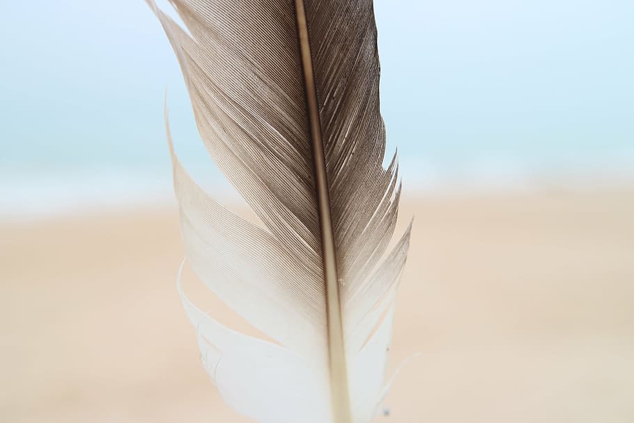 pen, beach, sky, sea, costa, bird, ocean, blue, ave, bluestone HD wallpaper