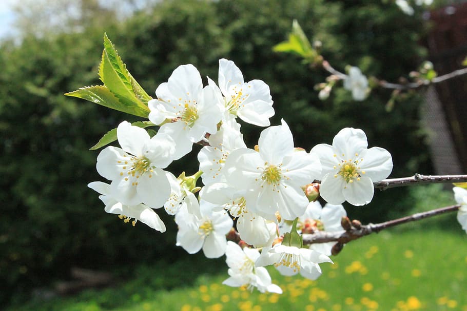 flowers, cherry, nature, plant, flowering plant, freshness HD wallpaper