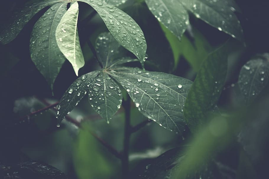 nature, water, blur, leaves, close-up, dew, droplets, drops of water HD wallpaper