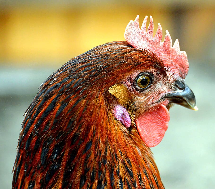 close-up photography of red rooster's face, red and black, black hen HD wallpaper