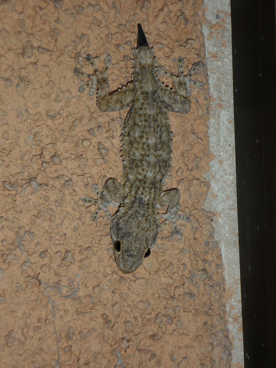 gecko, mediterranean, reptile, lizard, pigmy, regrowth, animal themes HD wallpaper