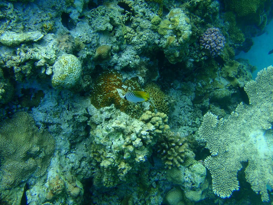 Coral Reefs, Okinawa, Sea, vagabond butterflyfish, kerama islands, HD wallpaper