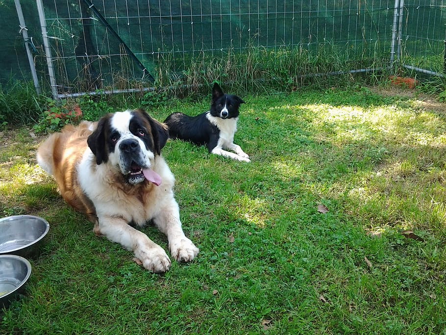 dogs, trained, animals, pet, beast, domestic, pets, domestic animals HD wallpaper