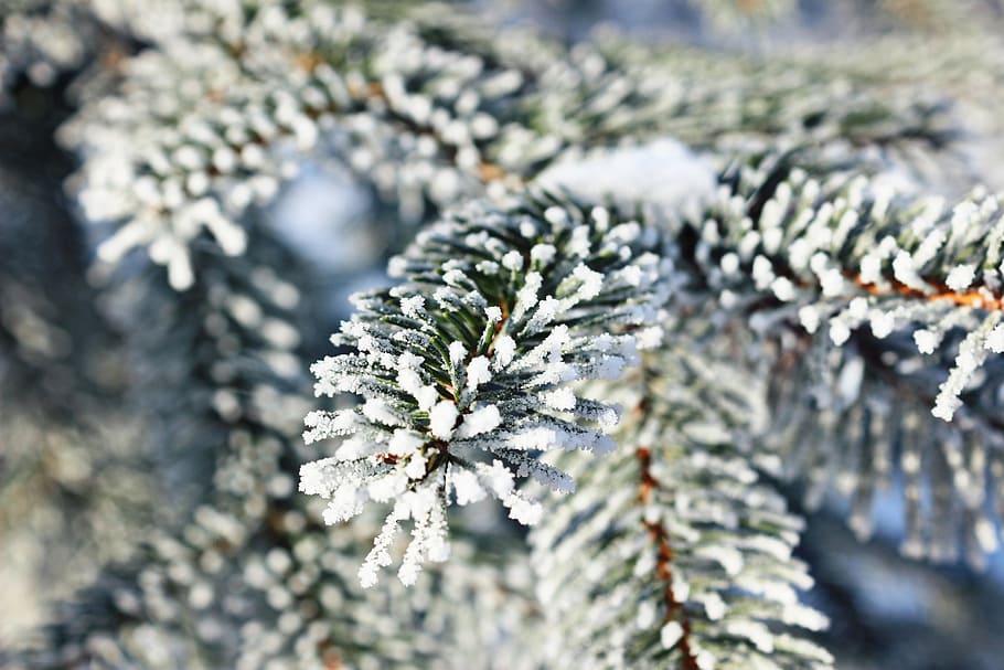 tree, cold, snow, frost, winter, plant, cold temperature, nature HD wallpaper