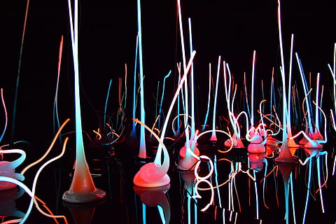 Neon, White, Lights, Reflection, pink, art, chihuly, colorful HD wallpaper